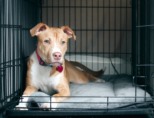 Puppy,dog,inside,crate,with,open,door.,front,view,of