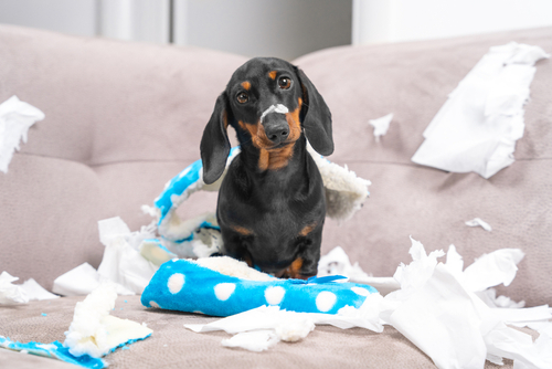 Mess,dachshund,puppy,was,left,at,home,alone,,started,making