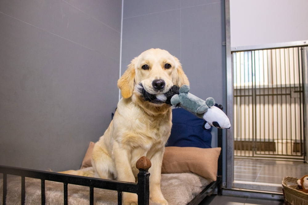 Overnight Boarding or Doggy Daycare? We’ve Got Your Pup Covered