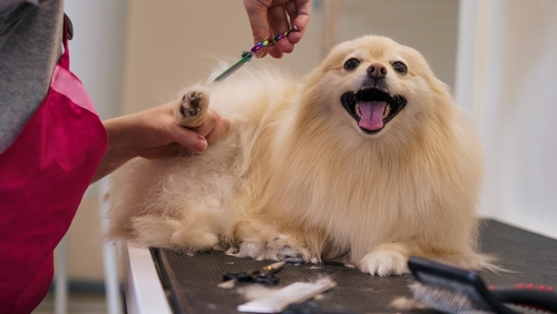 Dog,at,reception,of,groomer,in,pet,salon.,after,washing