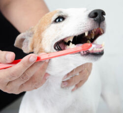 Hand,brushing,dog's,tooth,for,dental,care