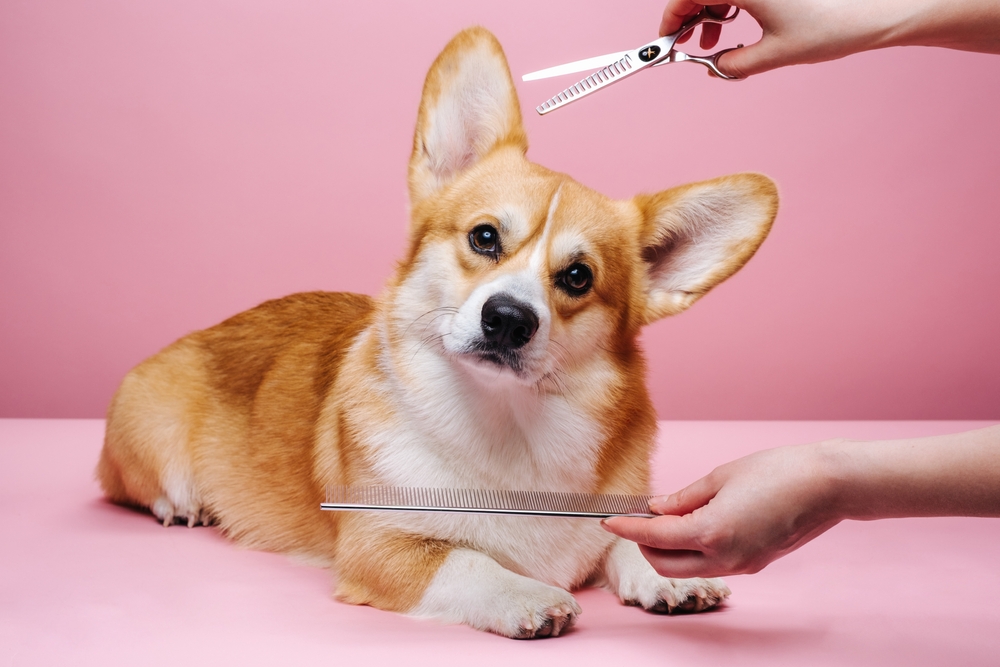 Dog Grooming Needs by Breed: What Texas Dog Owners Should Know