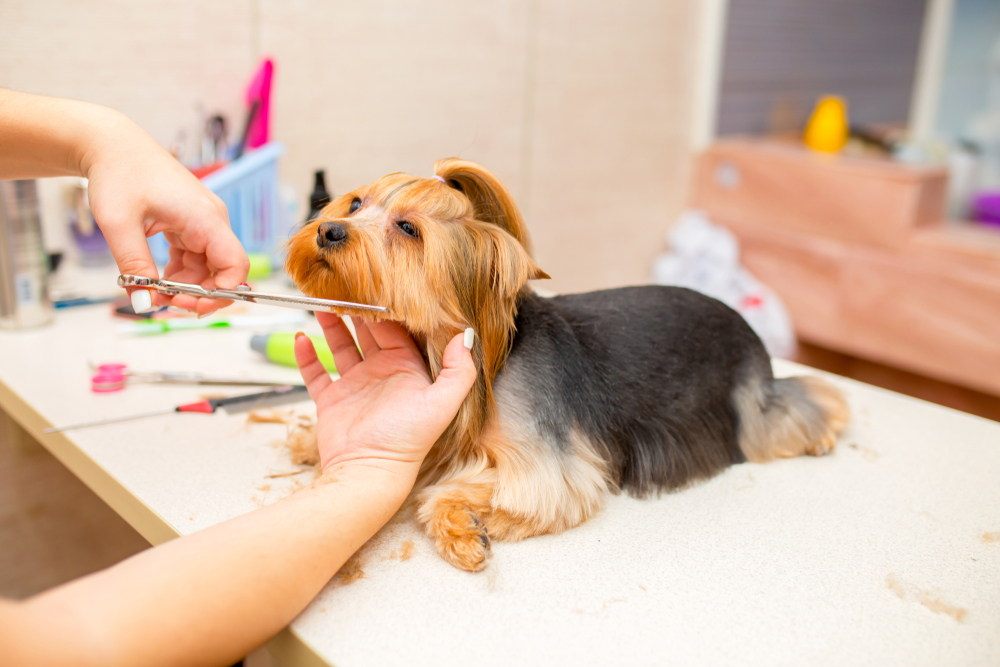 How Often Should You Groom Your Dog in Austin, TX? A Practical Guide for Pet Owners