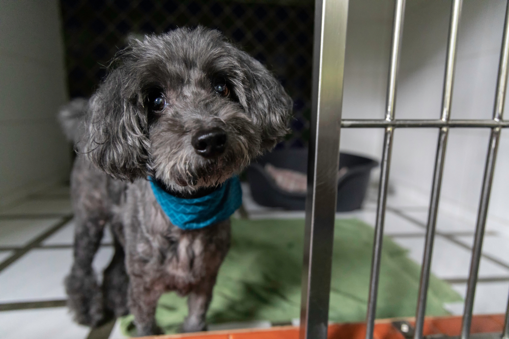How Grooming During Boarding Benefits Your Dog’s Health and Happiness