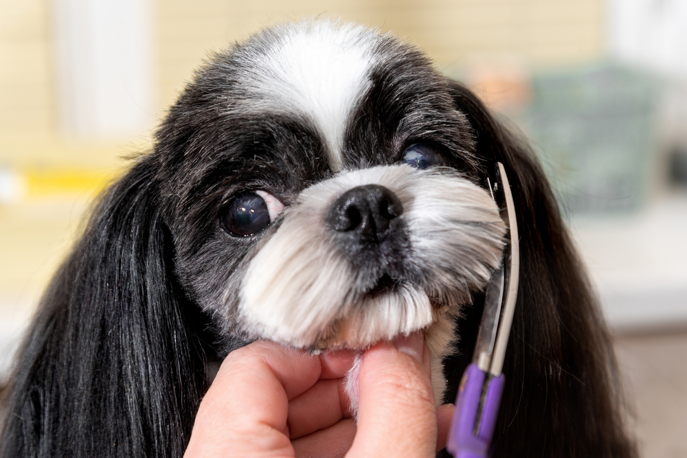 Essential Grooming Tips for Dogs in Austin’s Heat: What Every Owner Should Know