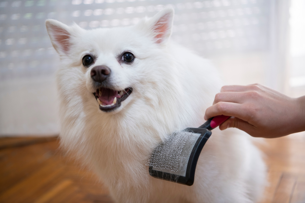Spring Grooming Checklist for Austin Dogs: Tips to Beat the Heat and Shed Season