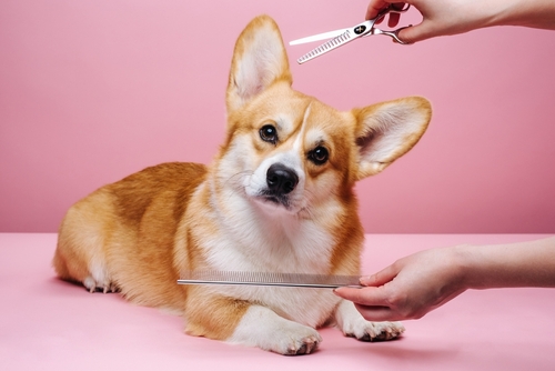 Welsh,corgi,with,hands,of,groomer,at,pink,background