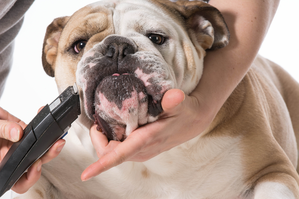 The Do’s and Don’ts of Shaving Your Dog in the Summer Heat