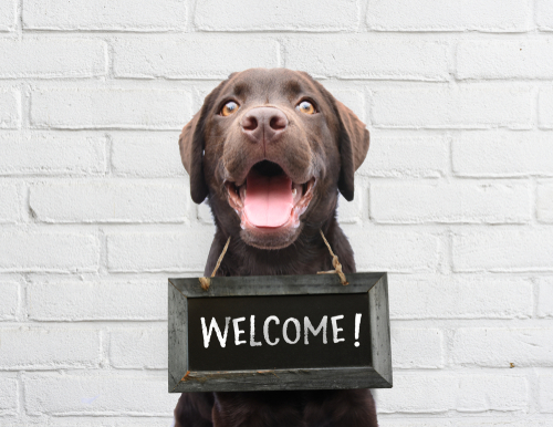 Happy,dog,with,chalkboard,with,welcome,text,says,hello,welcome