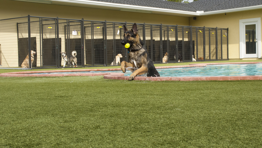 Is Doggy Daycare Right for Your Dog? Why Austin Pet Owners Say Yes