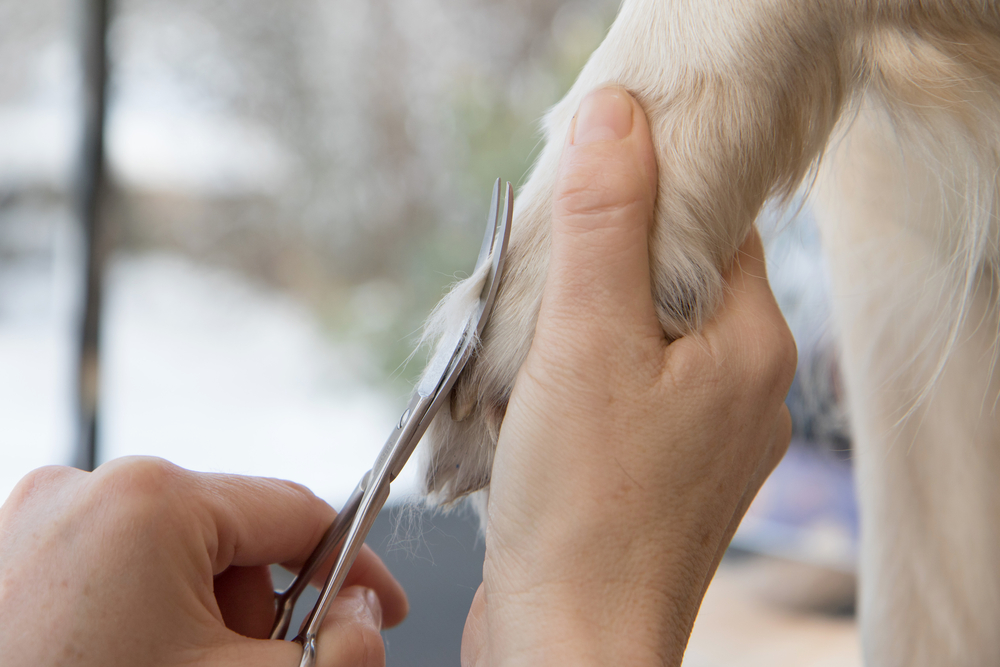 Top Tips for A Successful Grooming Visit