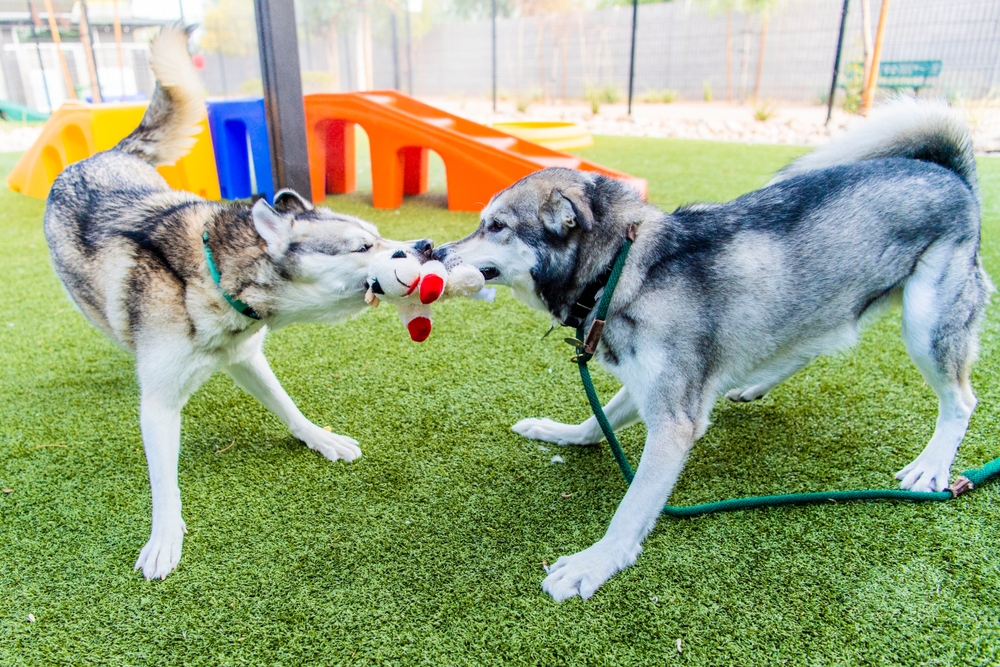 Why Socialization Matters: How Austin Dogs Benefit from Group Play at Daycare
