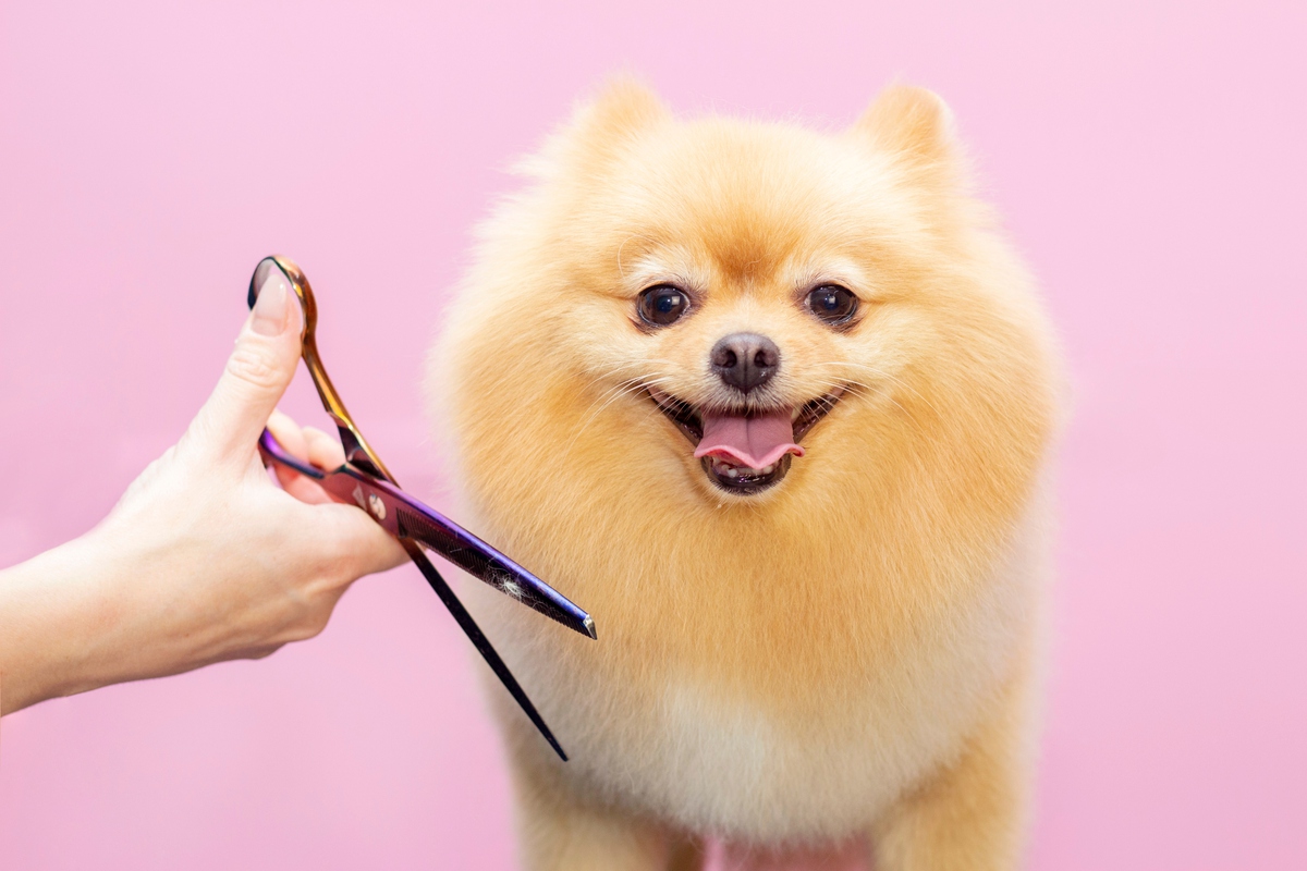 5 Signs Your Dog Needs Professional Grooming in Bee Cave, TX