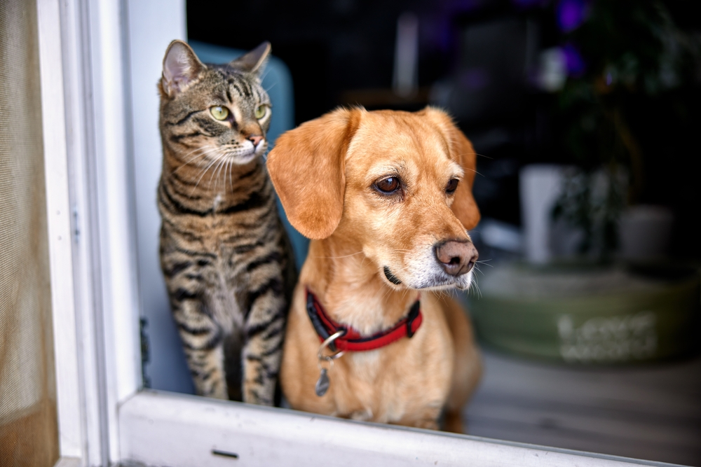 Dog,and,cat,as,best,friends,,looking,out,the,window