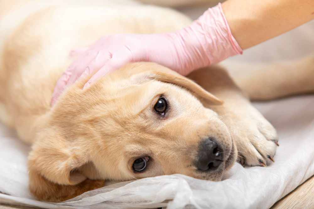 Labrador,retriever,puppy,getting,vaccinated,on,white,background