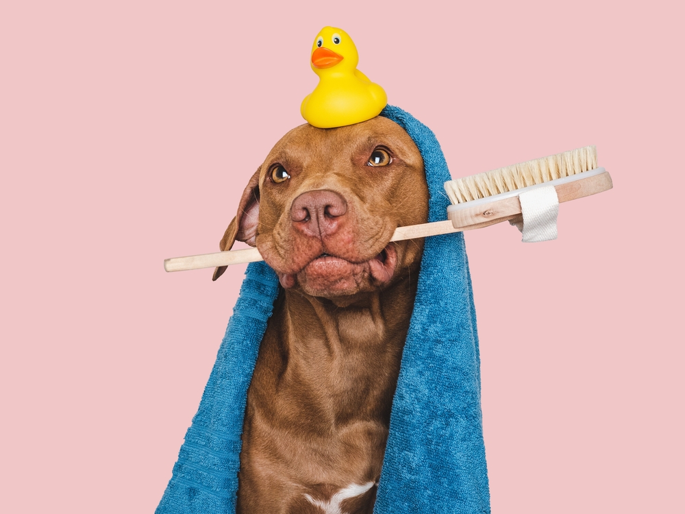 Winter Baths: How to Properly Bathe Your Pet in Cold Weather