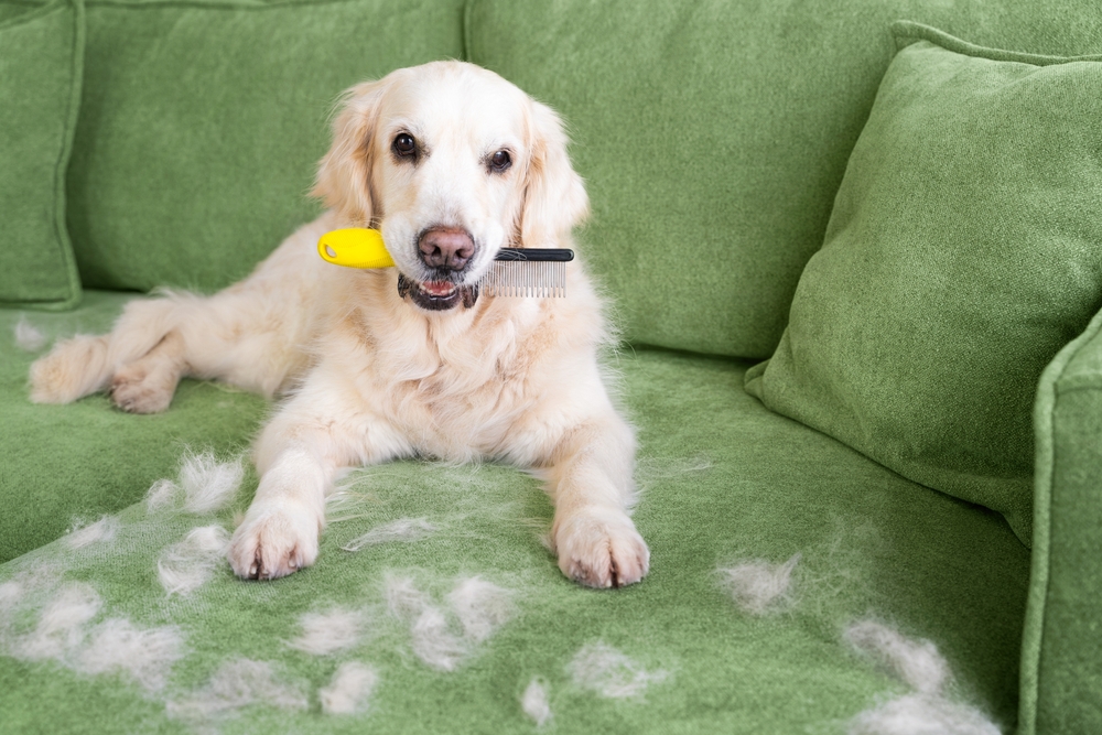 Deshedding Services in Austin: What Really Works for Heavy Shedders