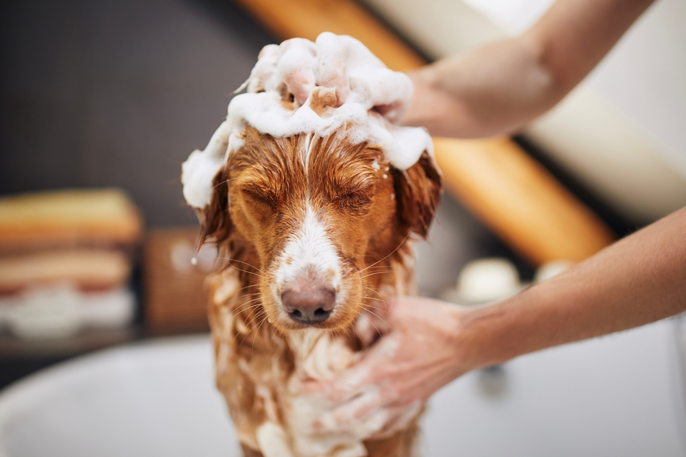 Is Medicated Shampoo Right for Your Pet? Austin Groomers Explain When to Use It