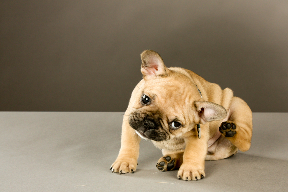 Flea & Tick Season: How Grooming Helps Keep Pests Away