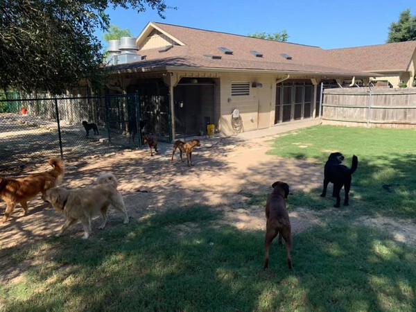 Dog Boarding in Bee Cave, TX